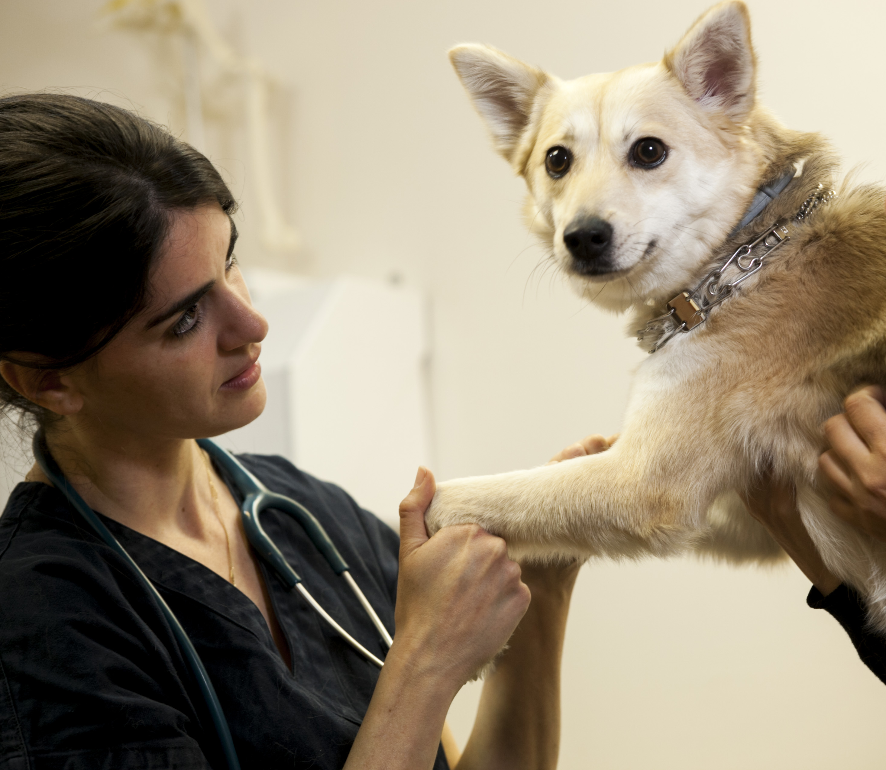 3 интересных факта о лечении домашних животных