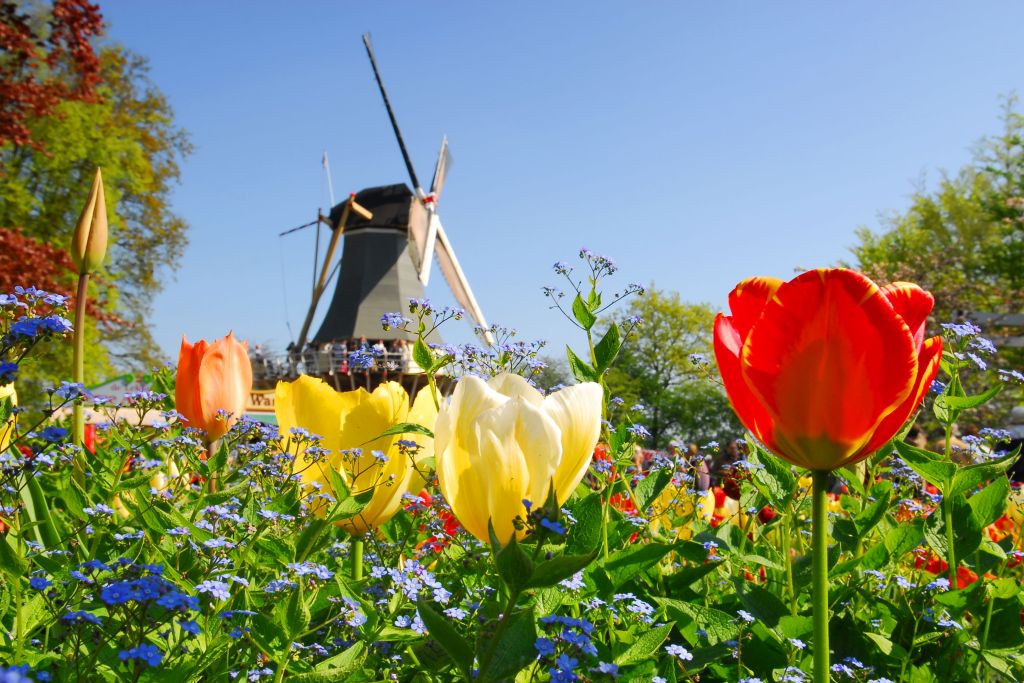В поисках цветущих тюльпанов – круиз по Голландии и Бельгии