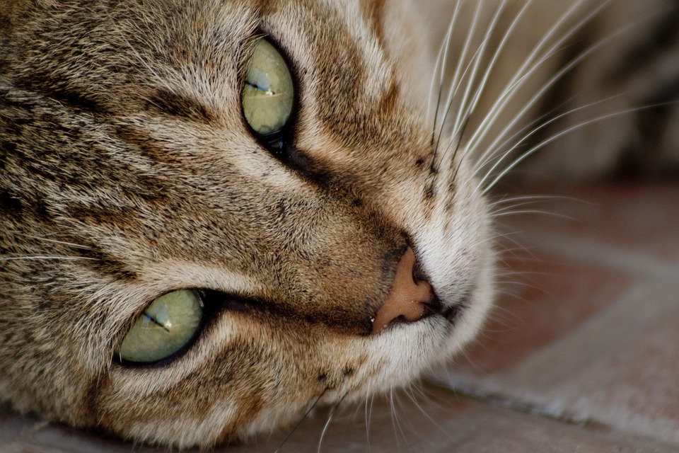 Амута «Бат-Ям любит животных» объясняет, какое участие в жизни уличных котов должен принимать человек