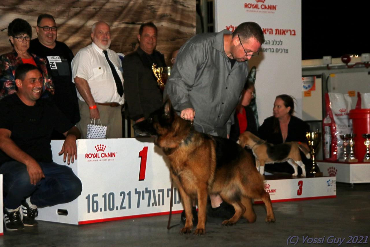 Названы лучшие собаки Израиля