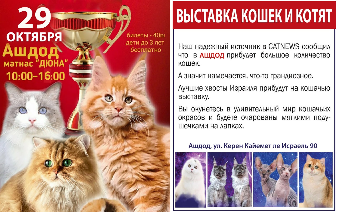 Выставка кошек и котят! 29 октября в Ашдоде, матнас Дюна, 10.00-16.00