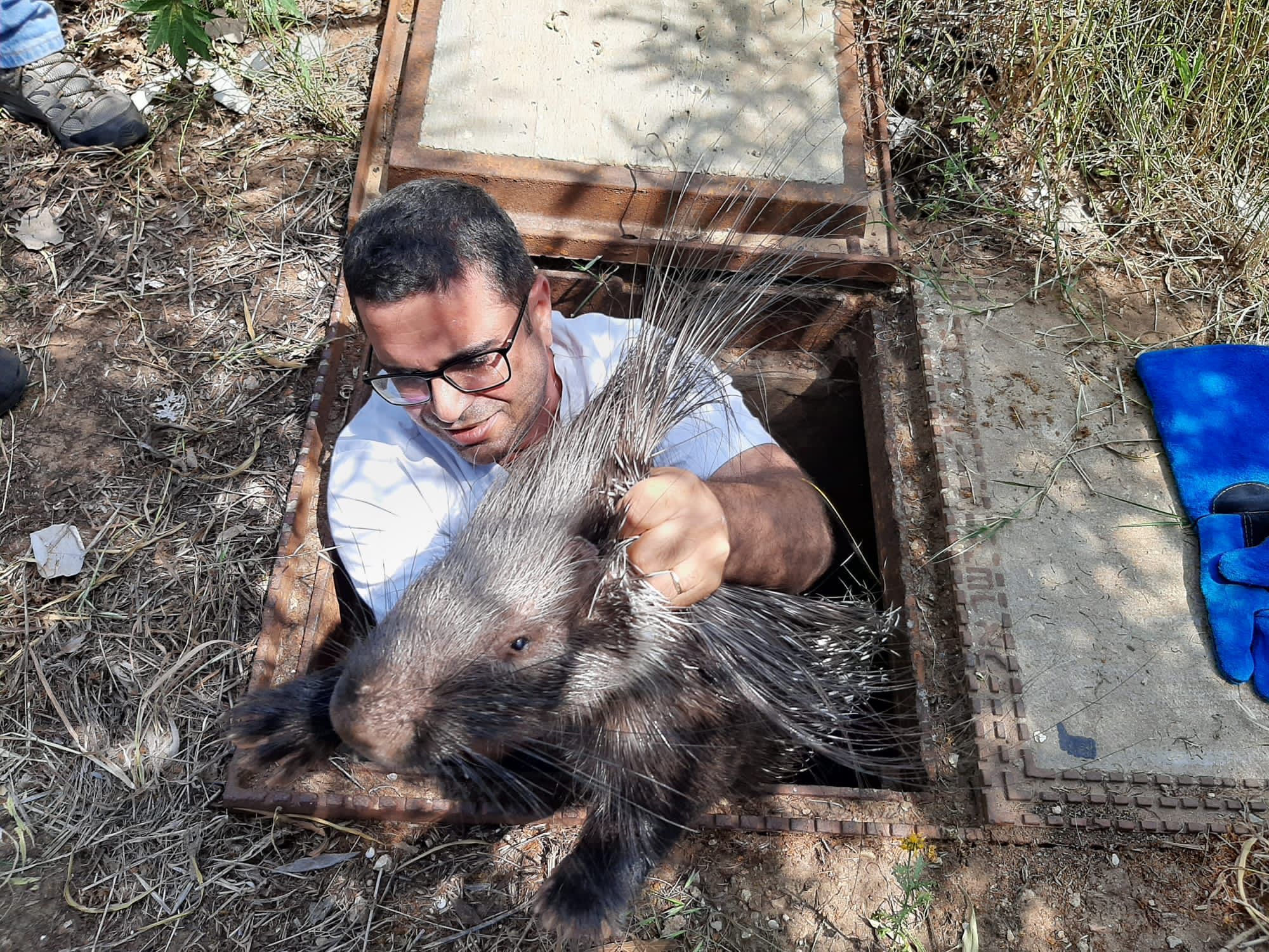 Дикобразиха упавшая в яму была спасена  муниципальной ветеринарной службой Ришон ле-Циона