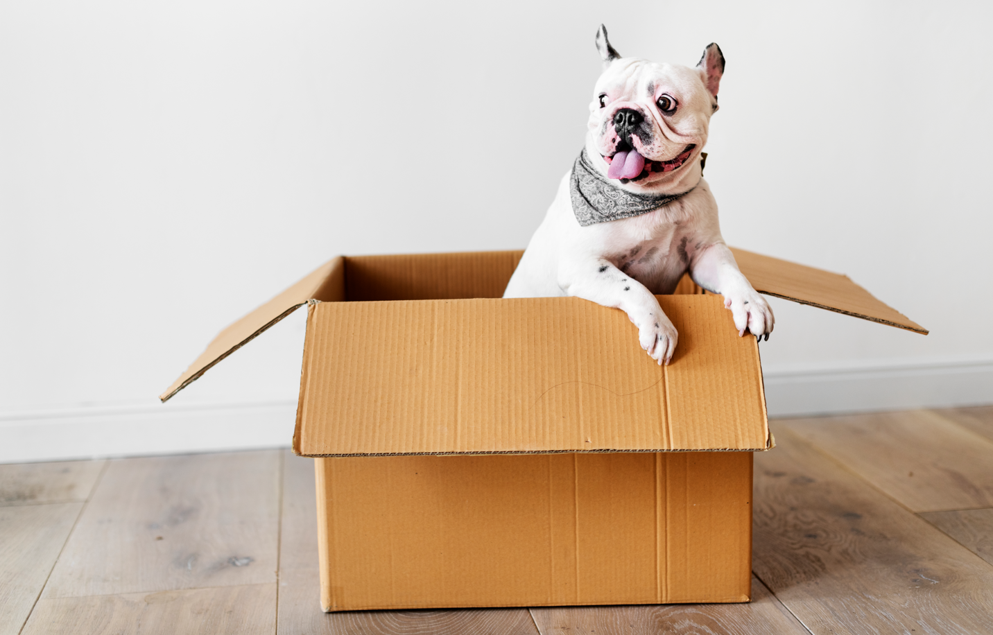 Как переехать с питомцем в новую квартиру – советы ветеринара