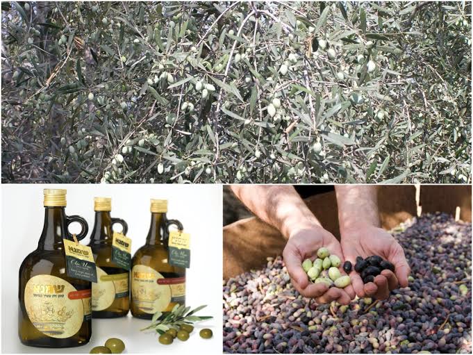 Программа оздоровления и похудения на основе оливкового масла