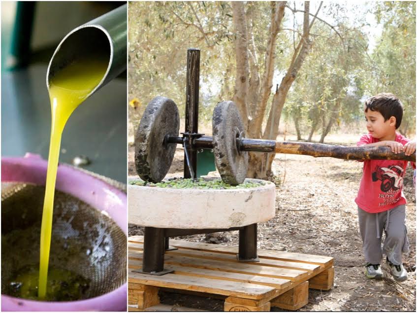 Способы приготовления «домашнего» оливкового масла
